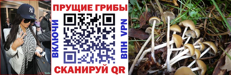 наркота  Сыктывкар  Галлюциногенные грибы Cubensis 